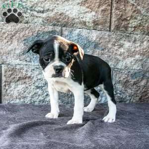 Candy, Boston Terrier Puppy
